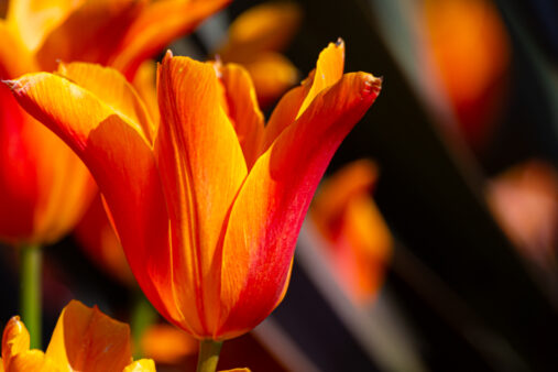 High Quality Photography by Alan Lloyd Photography, Plymouth